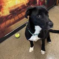 Thumbnail photo of Souffle III 92 #3