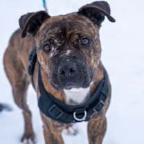 Thumbnail photo of Buster #1