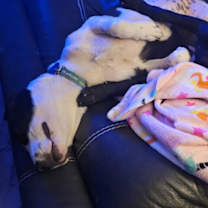 Thumbnail photo of Lola #2