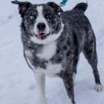 Thumbnail photo of Alby #1