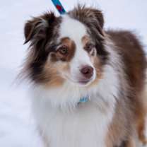 Thumbnail photo of Fett #2