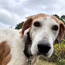 Thumbnail photo of Gerdy #3