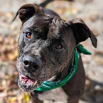 Thumbnail photo of Hank #1