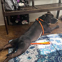 Thumbnail photo of Hank #3