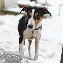 Thumbnail photo of David #1