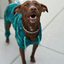 Thumbnail photo of Little Boy #1