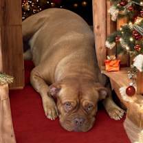 Thumbnail photo of Ruby (Pancake) #2