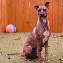 Thumbnail photo of Daisy JuM #1