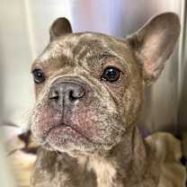 Thumbnail photo of Polly Pocket #1