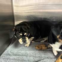 Thumbnail photo of Gorda #2