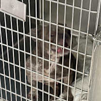 Thumbnail photo of Polly Pocket #2