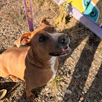 Thumbnail photo of PUDDIN #3