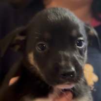 Thumbnail photo of Scrappy #1