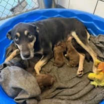 Thumbnail photo of Hershey #2