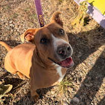 Thumbnail photo of PUDDIN #4