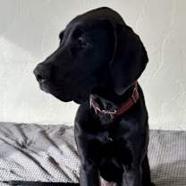 Thumbnail photo of Aatami #4