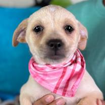 Thumbnail photo of Charm #2