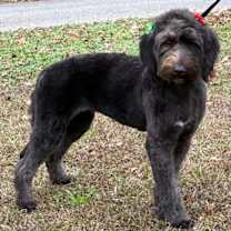 Thumbnail photo of Stormy 42893 #1