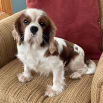 Thumbnail photo of Sylvester #1