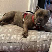 Thumbnail photo of Zeus #2