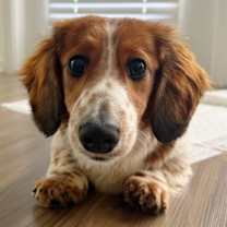 Thumbnail photo of Ketchup #1