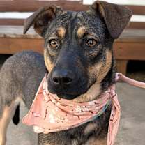 Thumbnail photo of Chickie #2