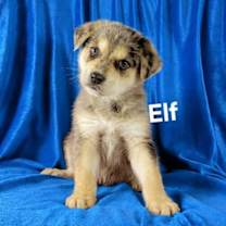 Thumbnail photo of Elf #1