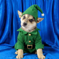 Thumbnail photo of Elf #2