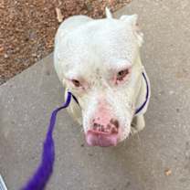 Thumbnail photo of Dog Kennel #30 #4