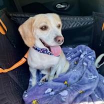 Thumbnail photo of Benni #1