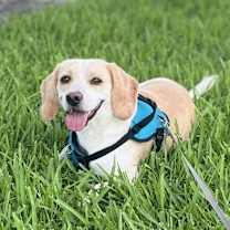 Thumbnail photo of Benni #2