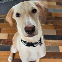 Thumbnail photo of Duke #1