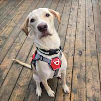 Thumbnail photo of Duke #2