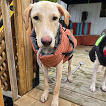 Thumbnail photo of Duke #3