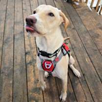 Thumbnail photo of Duke #4