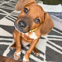 Thumbnail photo of Benny Bud #1