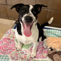 Thumbnail photo of FRECKLES #1