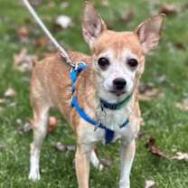 Thumbnail photo of Alvin #3