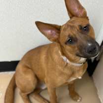 Thumbnail photo of Rico de Gallo #2