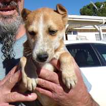 Thumbnail photo of RED FOXX #3