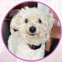 Thumbnail photo of Yulefest Frosting #1