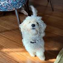 Thumbnail photo of Yulefest Frosting #2