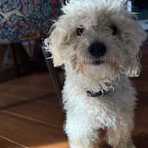 Thumbnail photo of Yulefest Frosting #3