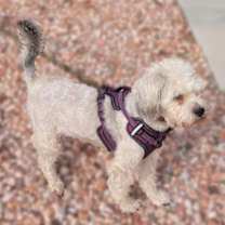 Thumbnail photo of Lady B #4