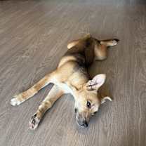 Thumbnail photo of Lavender #1