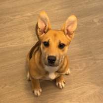 Thumbnail photo of Lavender #2