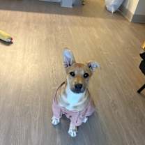 Thumbnail photo of Lavender #3