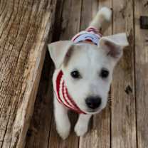 Thumbnail photo of Nicholas #1