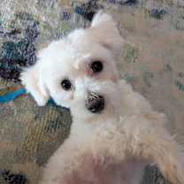 Thumbnail photo of Wilfred 90 #4