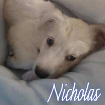 Thumbnail photo of Nicholas #2